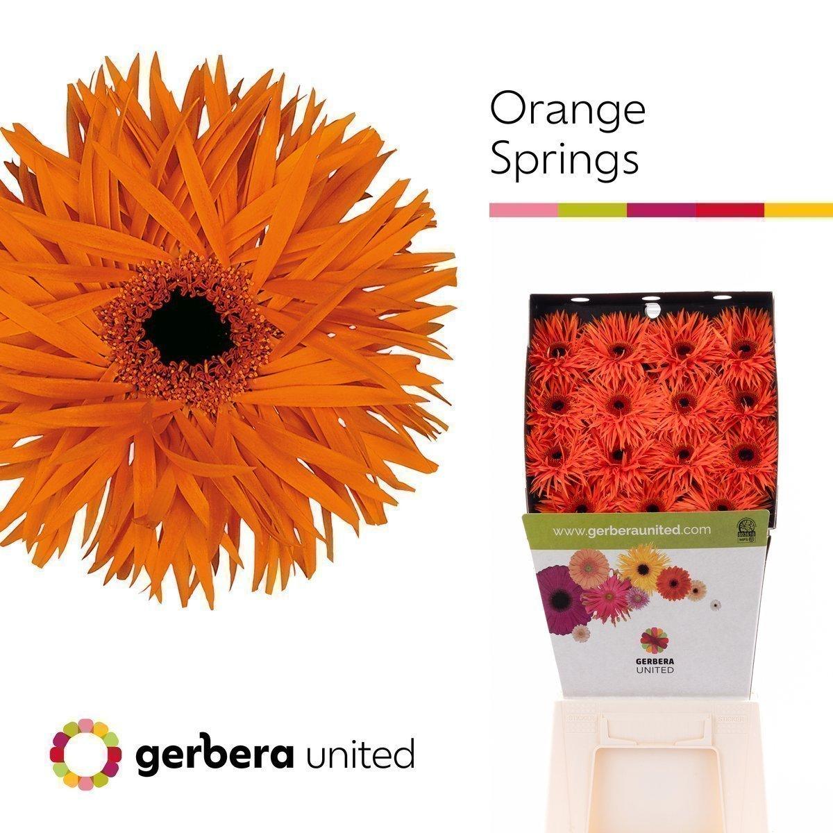 Срезанные цветы оптом Gerbera diamond orange springs от 15шт из Голландии с доставкой по России