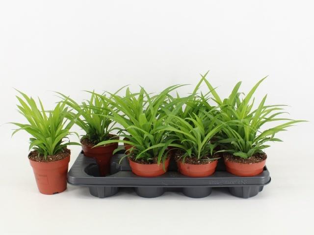 Горшечные цветы и растения оптом Chlor Com Lemon от 8шт из Голландии с доставкой по России