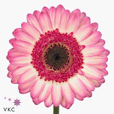 Срезанные цветы оптом Germini diamond lollipop от 80шт из Голландии с доставкой по России