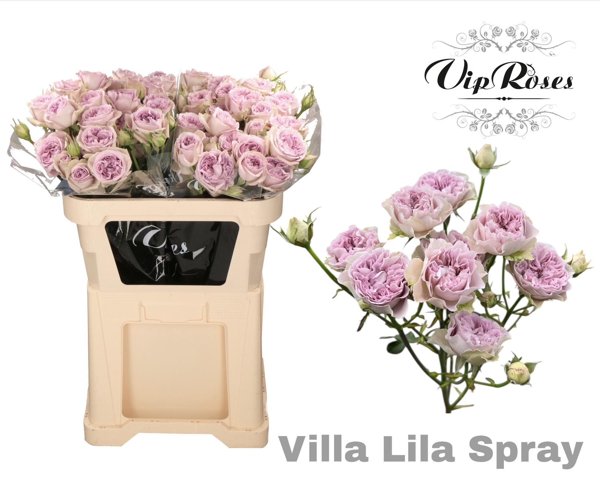 Срезанные цветы оптом Tulipa si paint от 20шт из Голландии с доставкой по России