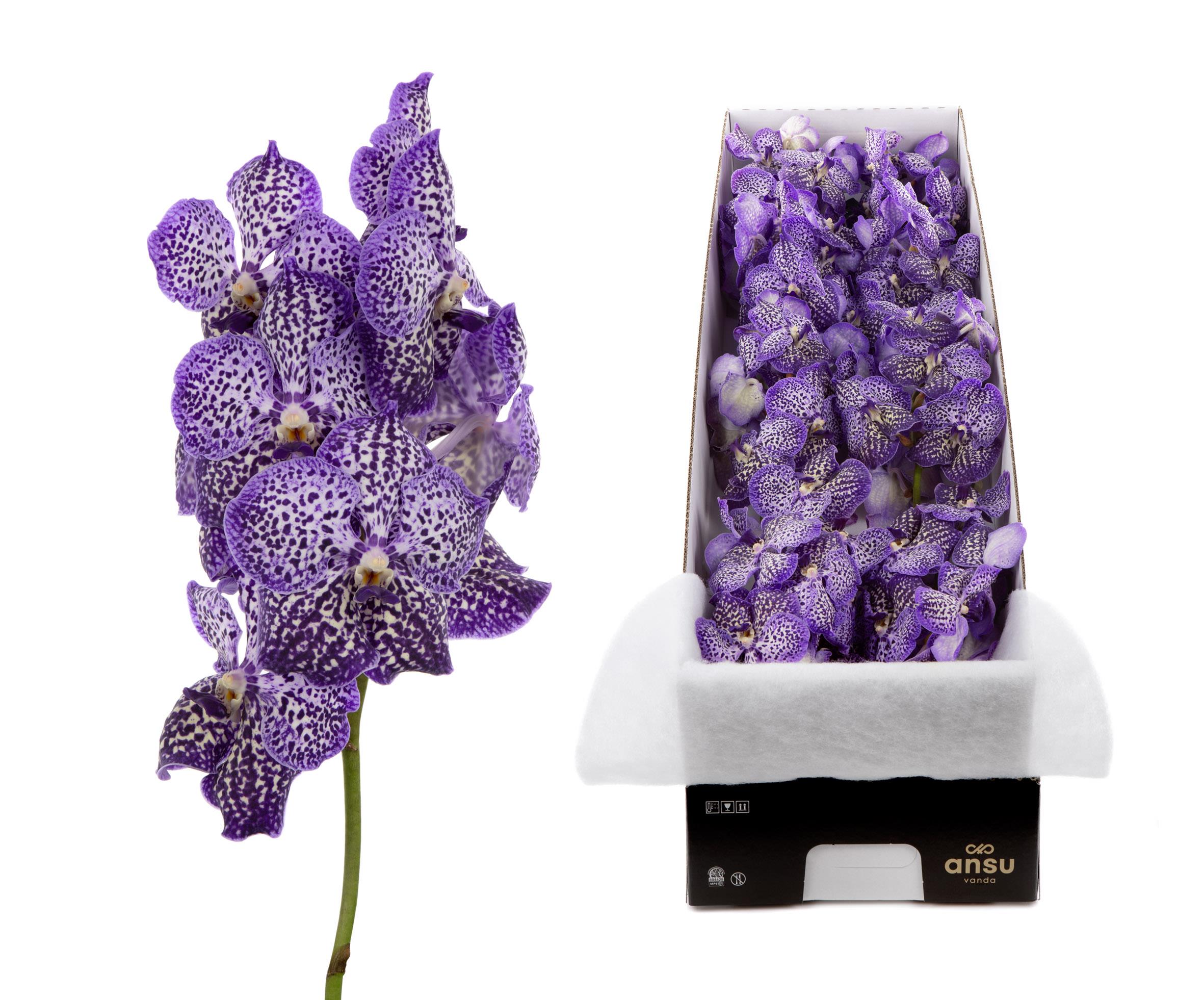 Срезанные цветы оптом Vanda sunanda royal purple per stem от 8шт. из Голландии с доставкой по России