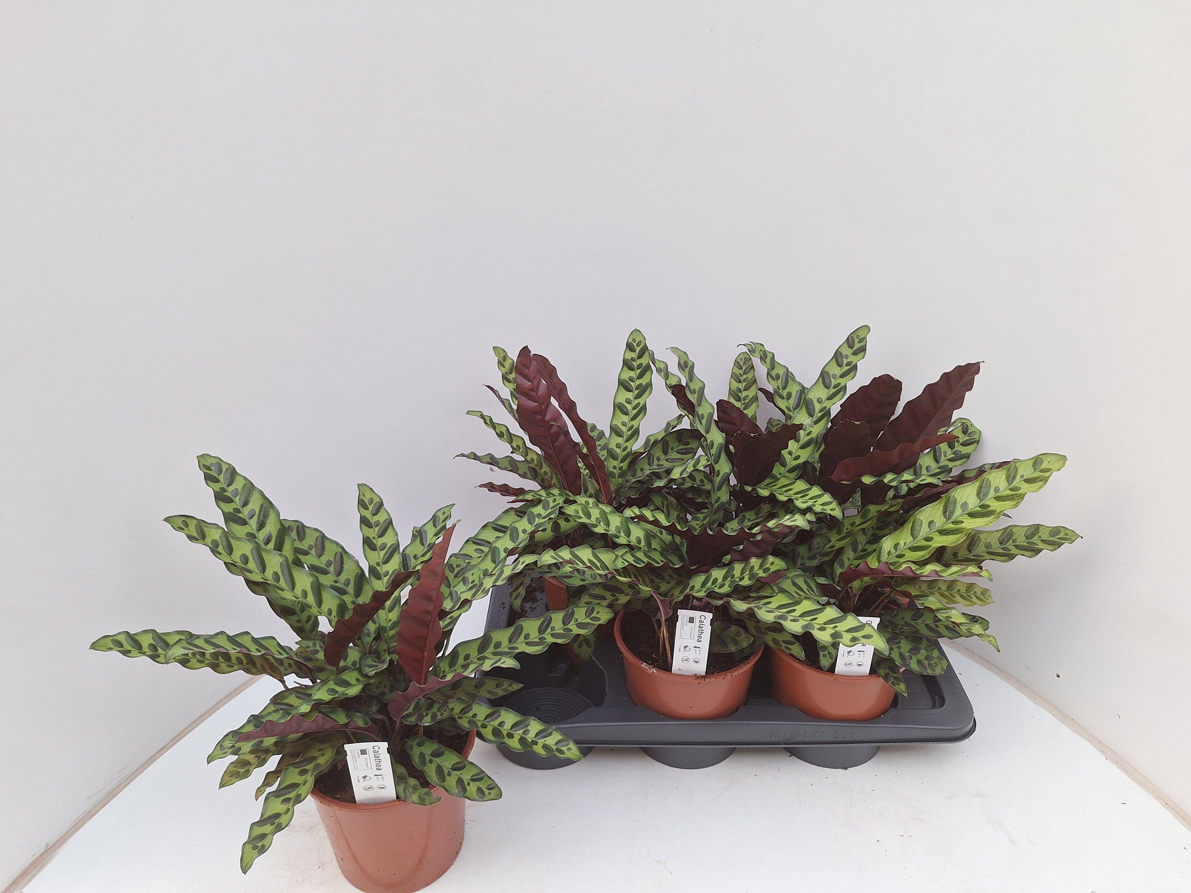 Горшечные цветы и растения оптом Calat Lancifolia от 6шт из Голландии с доставкой по России