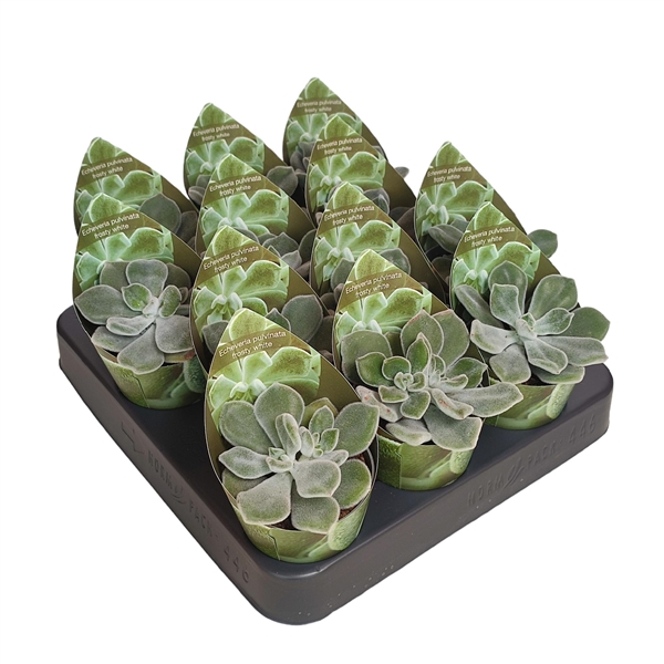 Горшечные цветы и растения оптом Echeveria Pulvinata Frosty White Potcover от 12шт (для телеги) из Голландии с доставкой по России