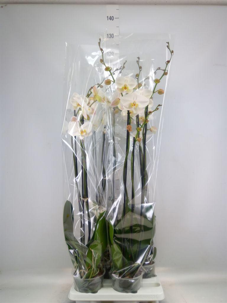 Горшечные цветы и растения оптом Phalaenopsis   ...white от 4шт из Голландии с доставкой по России