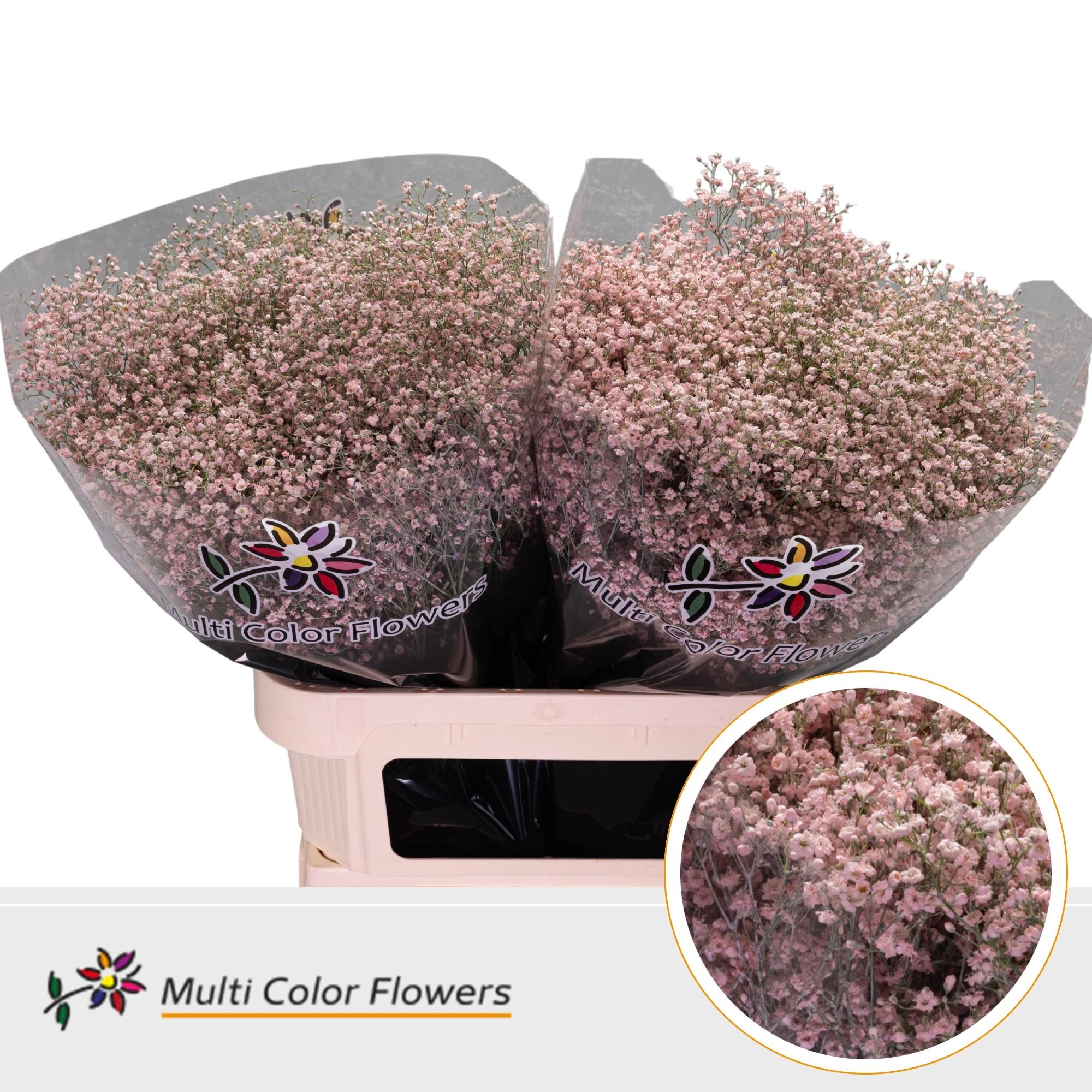 Срезанные цветы оптом Gyps fine paint pink light от 50шт из Голландии с доставкой по России