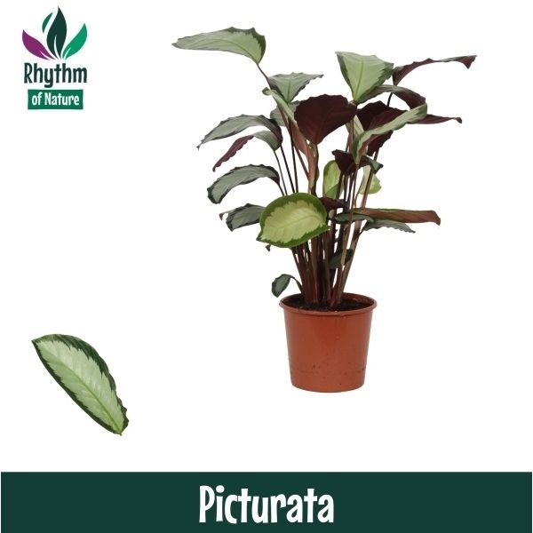 Горшечные цветы и растения оптом Calathea Picturata (rhythm Of Nature) от 6шт из Голландии с доставкой по России