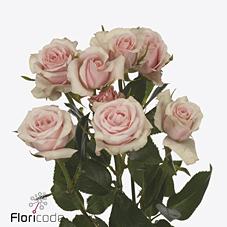 Срезанные цветы оптом Rosa spray sweet porcelina от 50шт из Голландии с доставкой по России