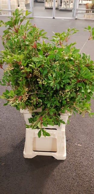 Срезанные цветы оптом Enkianthus campanulatus от 10шт из Голландии с доставкой по России