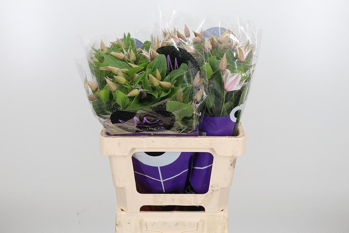 Срезанные цветы оптом Clematis amazing kansas от 40шт из Голландии с доставкой по России