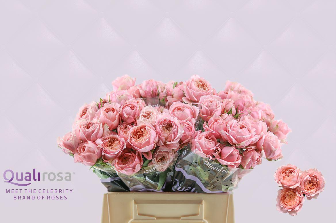 Срезанные цветы оптом Rosa spray julietta от 30шт из Голландии с доставкой по России