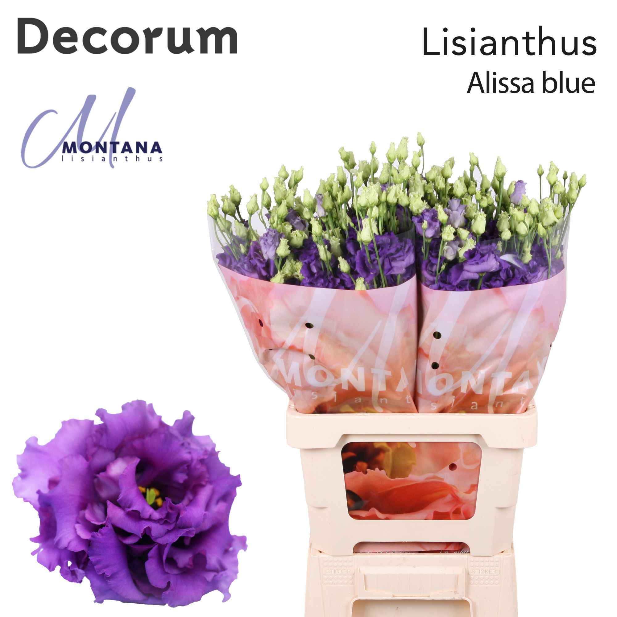 Срезанные цветы оптом Lisianthus do alissa blue от 20шт из Голландии с доставкой по России