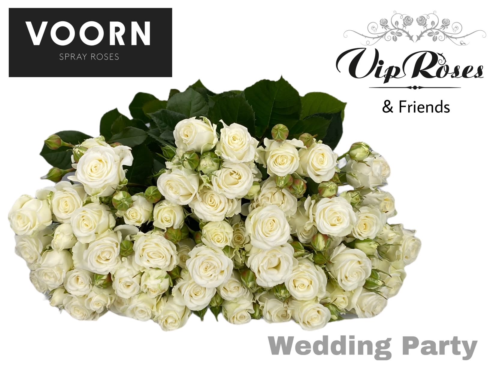 Срезанные цветы оптом Rosa spray wedding party от 20шт из Голландии с доставкой по России