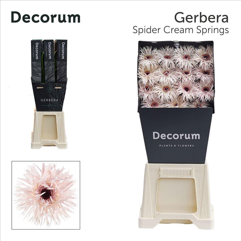 Срезанные цветы оптом Gerbera diamond cream springs от 45шт из Голландии с доставкой по России