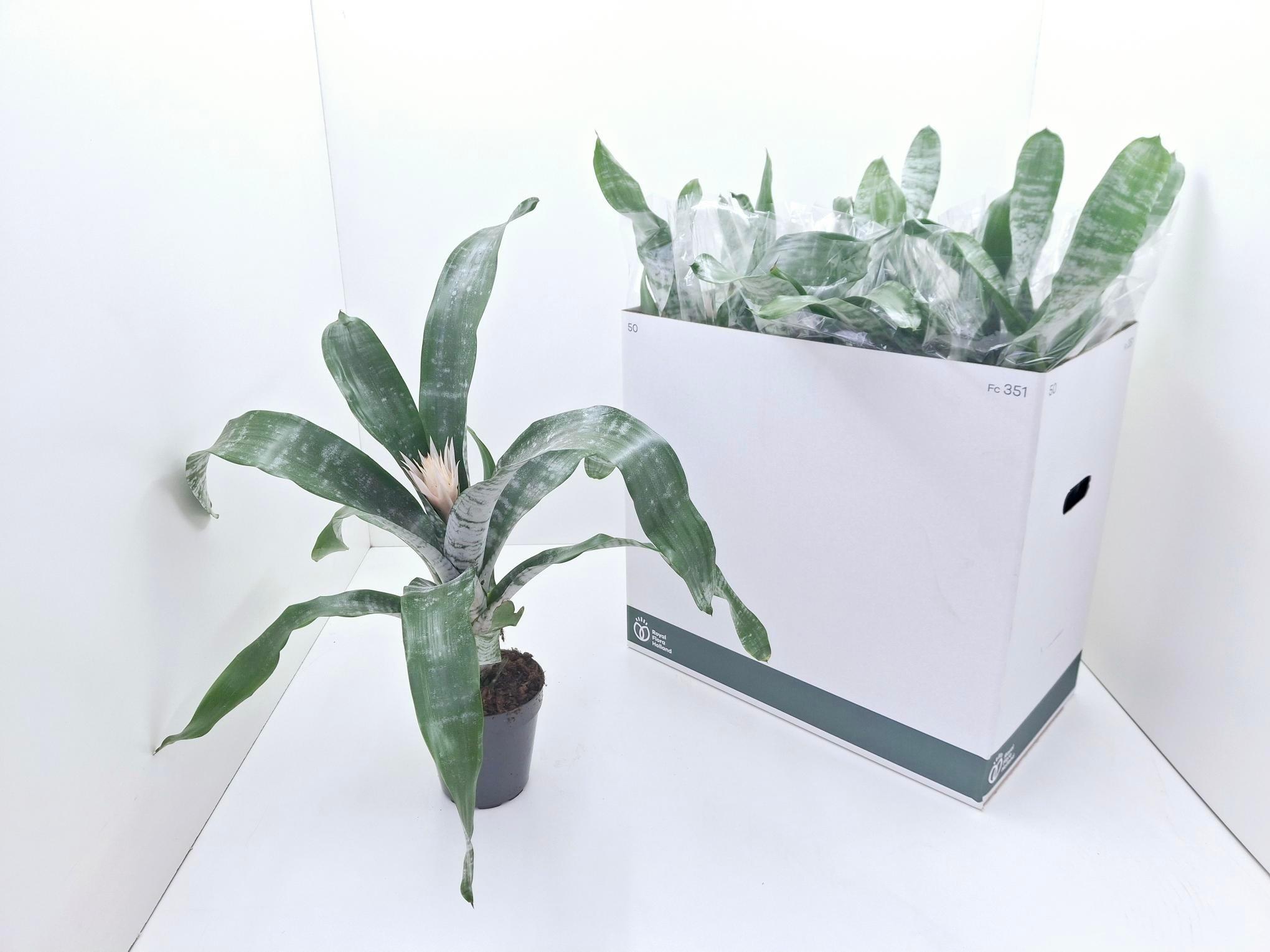 Горшечные цветы и растения оптом Aech Fas Prontoo от 8шт из Голландии с доставкой по России