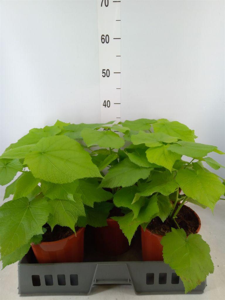 Горшечные цветы и растения оптом Sparrmannia Africana от 5шт из Голландии с доставкой по России