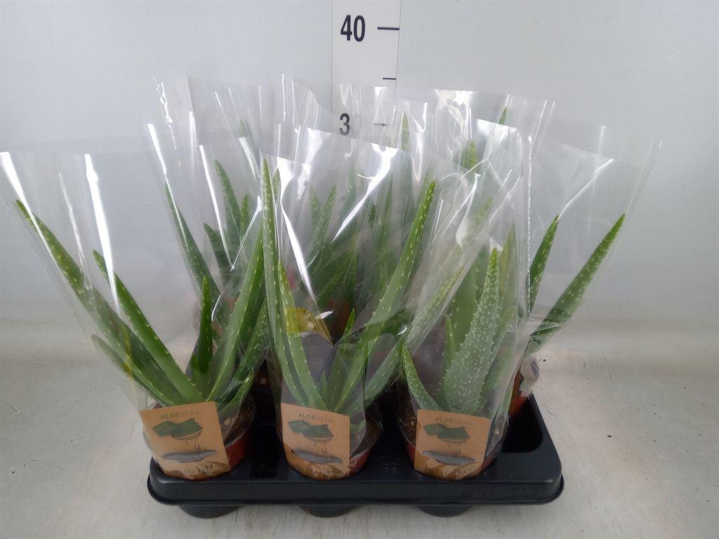 Горшечные цветы и растения оптом Aloe Vera от 9шт из Голландии с доставкой по России