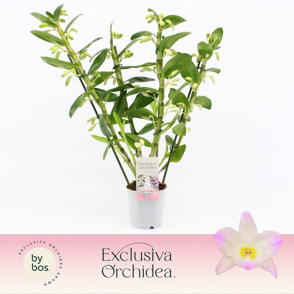 Горшечные цветы и растения оптом Dendr Nob 4st  Kumiko Exclusiva Orchidea от 6шт из Голландии с доставкой по России