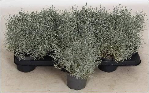 Горшечные цветы и растения оптом Leucoph Brownii от 12шт из Голландии с доставкой по России