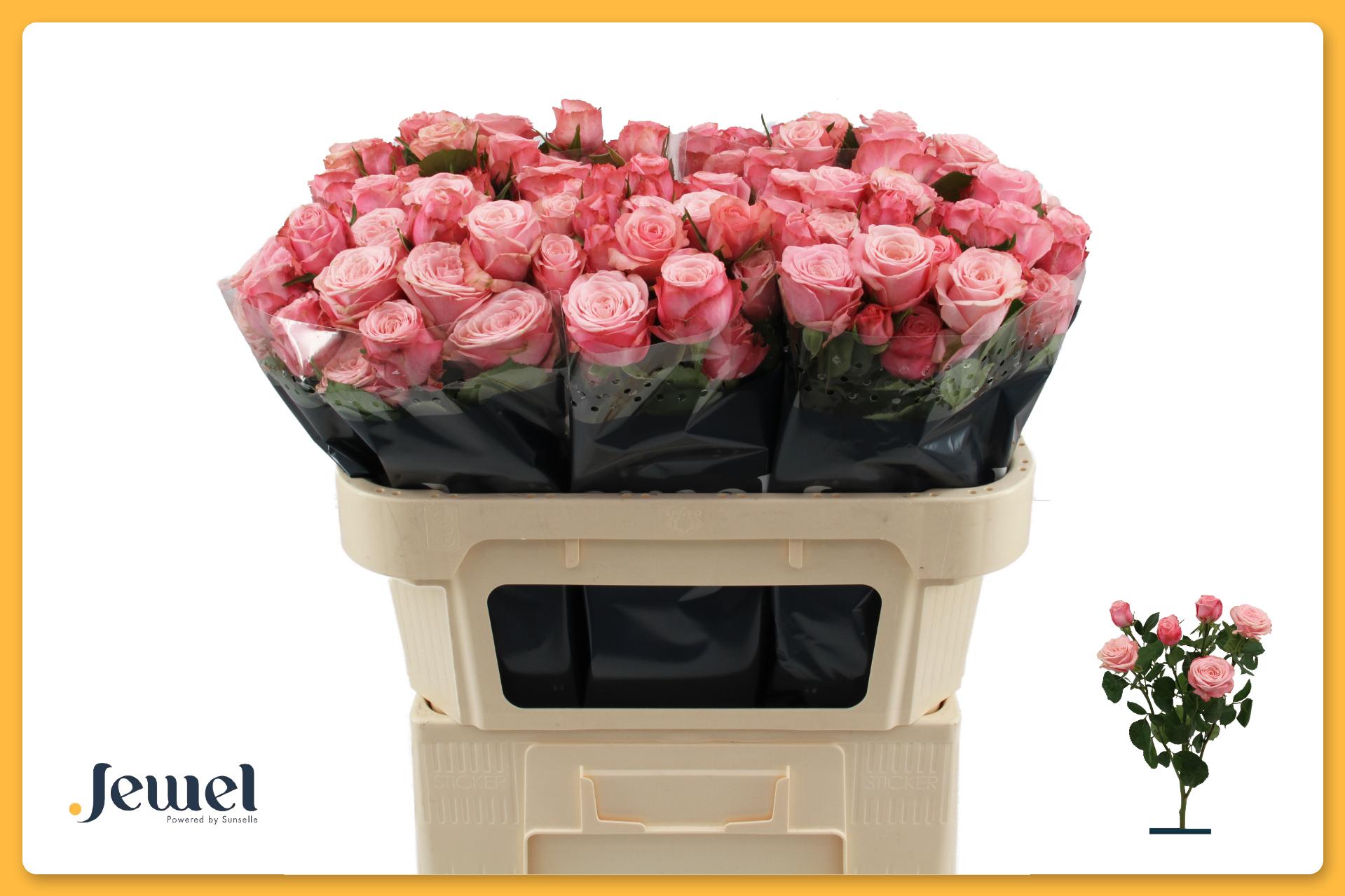 Срезанные цветы оптом Rosa spray birds nest+ от 40шт из Голландии с доставкой по России