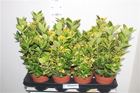 Горшечные цветы и растения оптом Euonymus Ja Aureus от 8шт из Голландии с доставкой по России