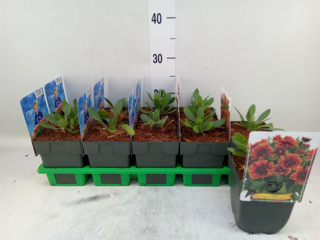 Горшечные цветы и растения оптом Gaillardia   ... от 10шт из Голландии с доставкой по России