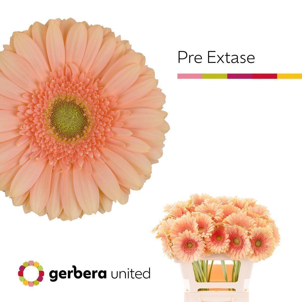 Срезанные цветы оптом Gerbera pre-extase от 40шт из Голландии с доставкой по России