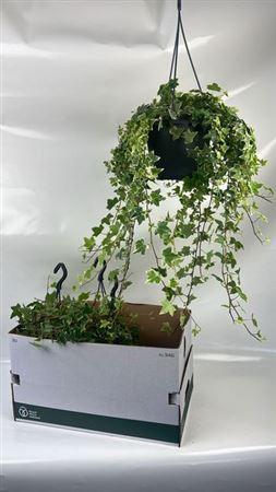 Горшечные цветы и растения оптом Hed He Eva Hangpotten от 4шт из Голландии с доставкой по России