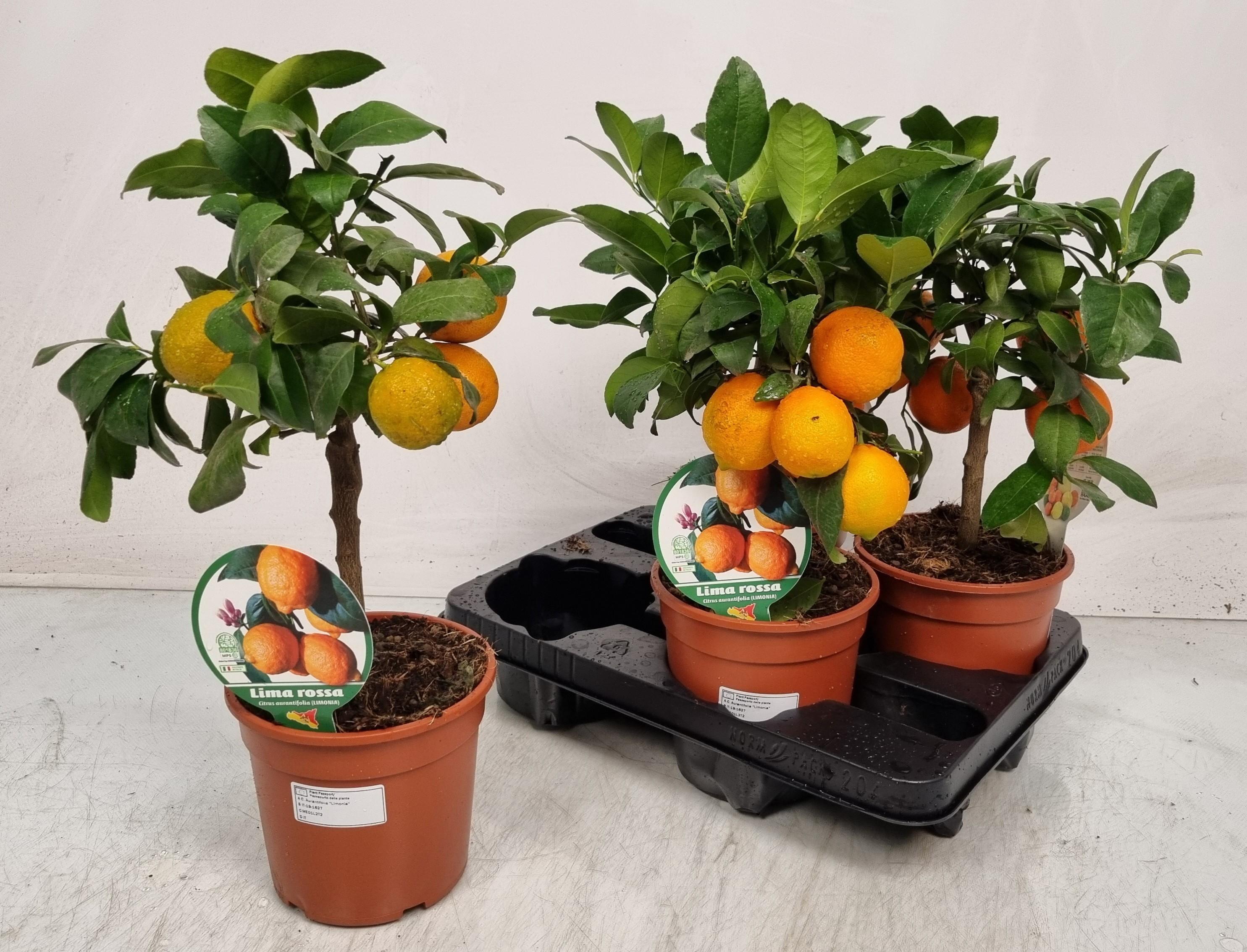 Горшечные цветы и растения оптом Citr Limetta от 4шт (для телеги) из Голландии с доставкой по России