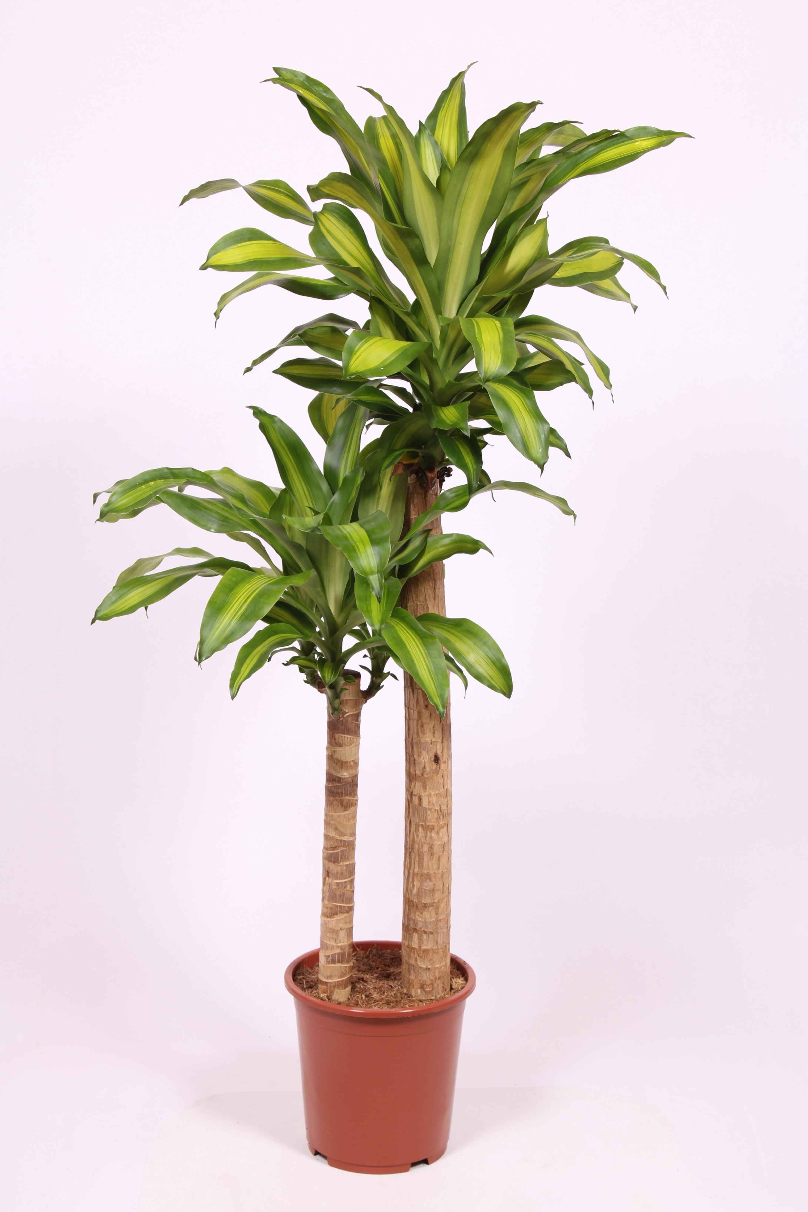Горшечные цветы и растения оптом Dracaena Massangeana 90-60 от 1шт из Голландии с доставкой по России
