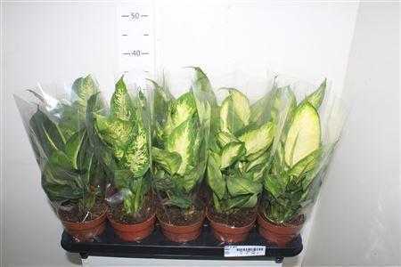 Горшечные цветы и растения оптом Dieff Gem 4 Srt от 10шт из Голландии с доставкой по России