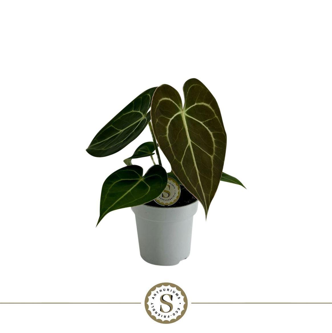 Горшечные цветы и растения оптом Anthurium Clarinervium Mini от 16шт (для телеги) из Голландии с доставкой по России