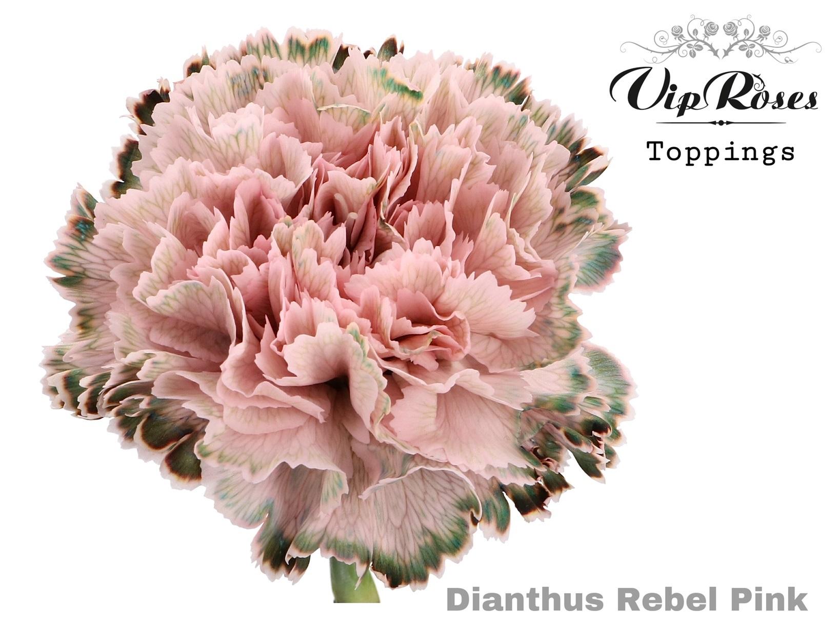Срезанные цветы оптом Dianthus st paint rebel pink от 40шт из Голландии с доставкой по России