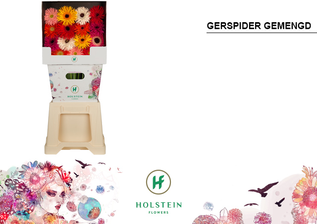 Срезанные цветы оптом Gerbera diamond gerspider mix in row от 45шт из Голландии с доставкой по России