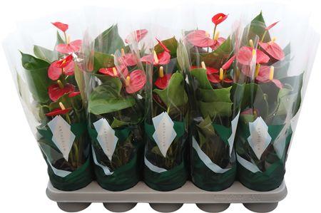 Горшечные цветы и растения оптом Anthu An Aroha от 10шт из Голландии с доставкой по России