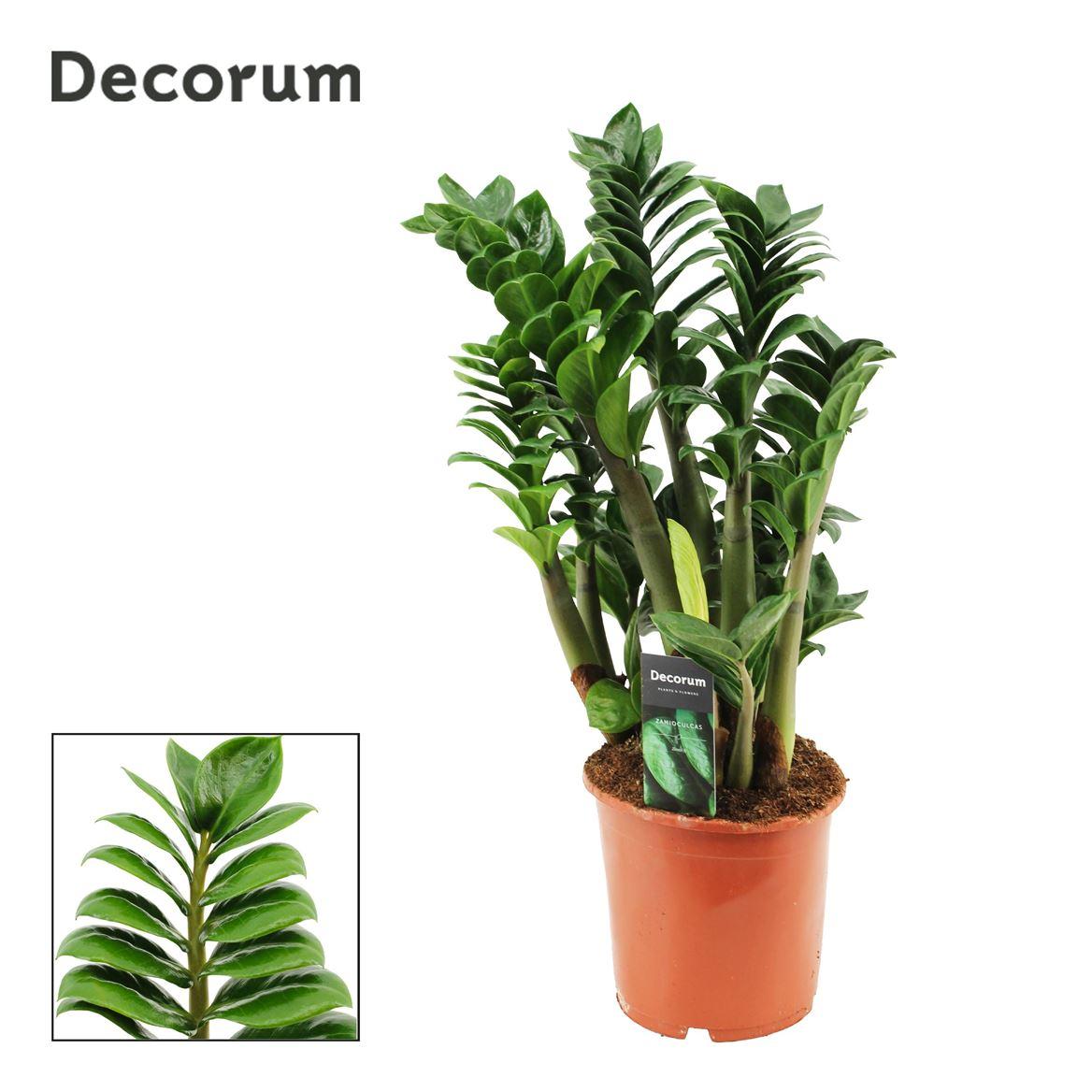 Горшечные цветы и растения оптом Zamioculcas Zenzi 4+ от 6шт из Голландии с доставкой по России