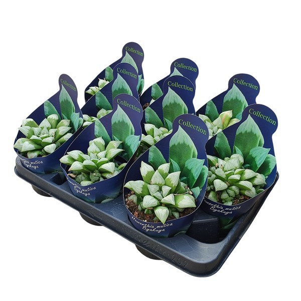 Горшечные цветы и растения оптом Haworthia Mutica Byakuya Potcover от 9шт из Голландии с доставкой по России
