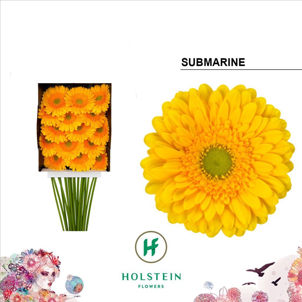 Срезанные цветы оптом Gerbera diamond submarine от 15шт из Голландии с доставкой по России
