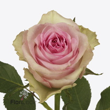 Срезанные цветы оптом Rosa large brigitte bardot от 40шт из Голландии с доставкой по России