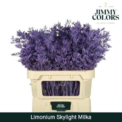 Срезанные цветы оптом Limonium paint milka от 75шт из Голландии с доставкой по России