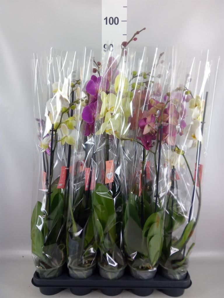 Горшечные цветы и растения оптом Phalaenopsis ...mix 5 от 10шт из Голландии с доставкой по России