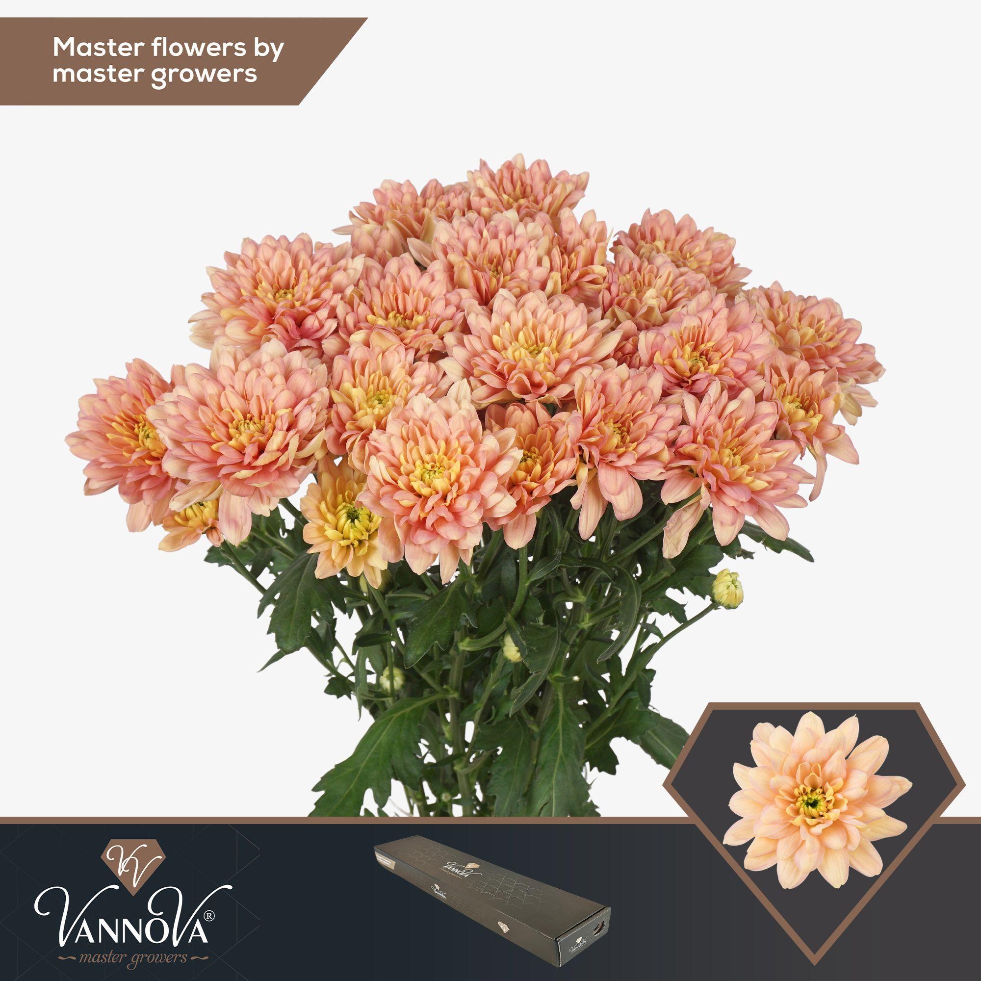 Срезанные цветы оптом Chrys sp baltica salmon от 20шт из Голландии с доставкой по России