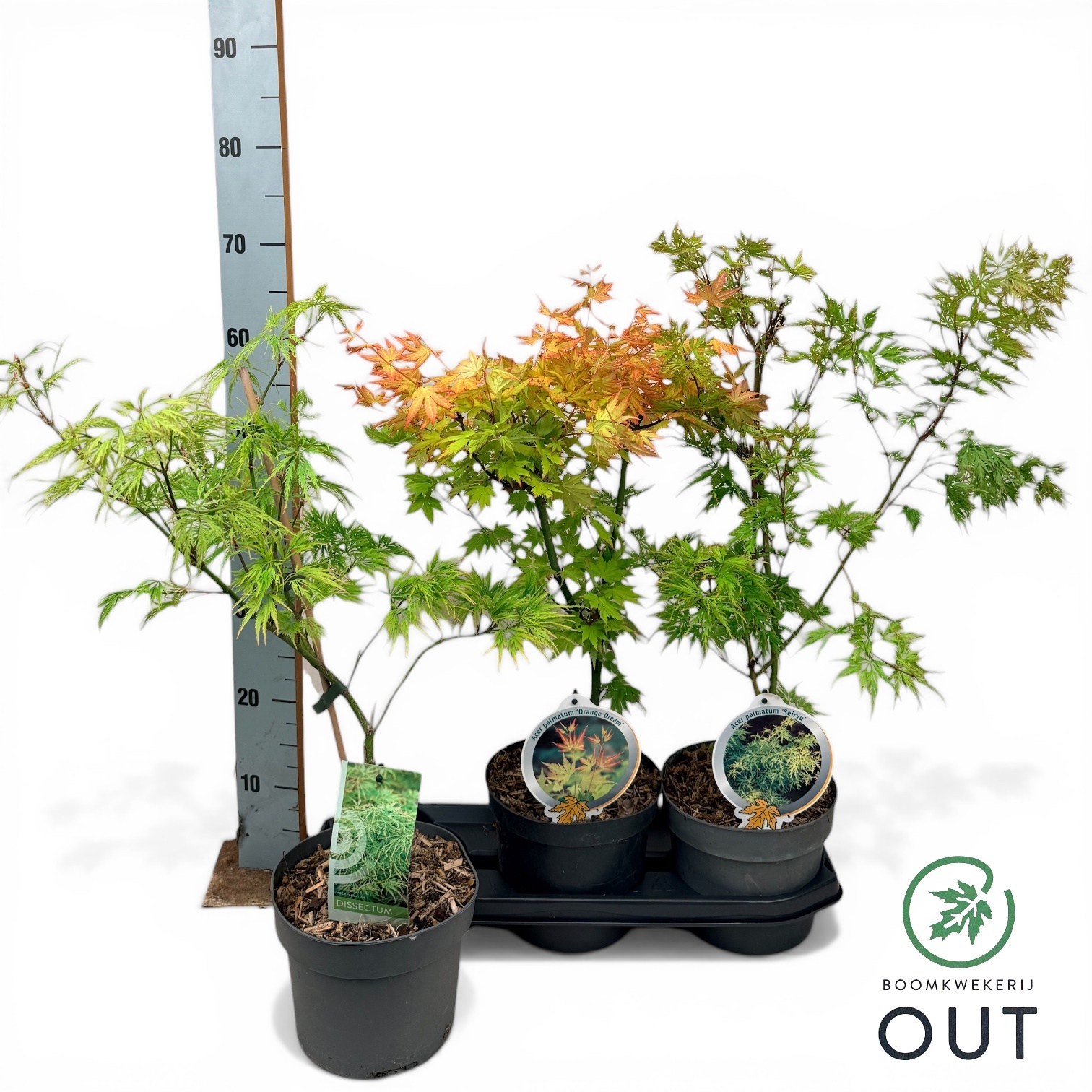 Горшечные цветы и растения оптом Acer Palmatum от 3шт из Голландии с доставкой по России