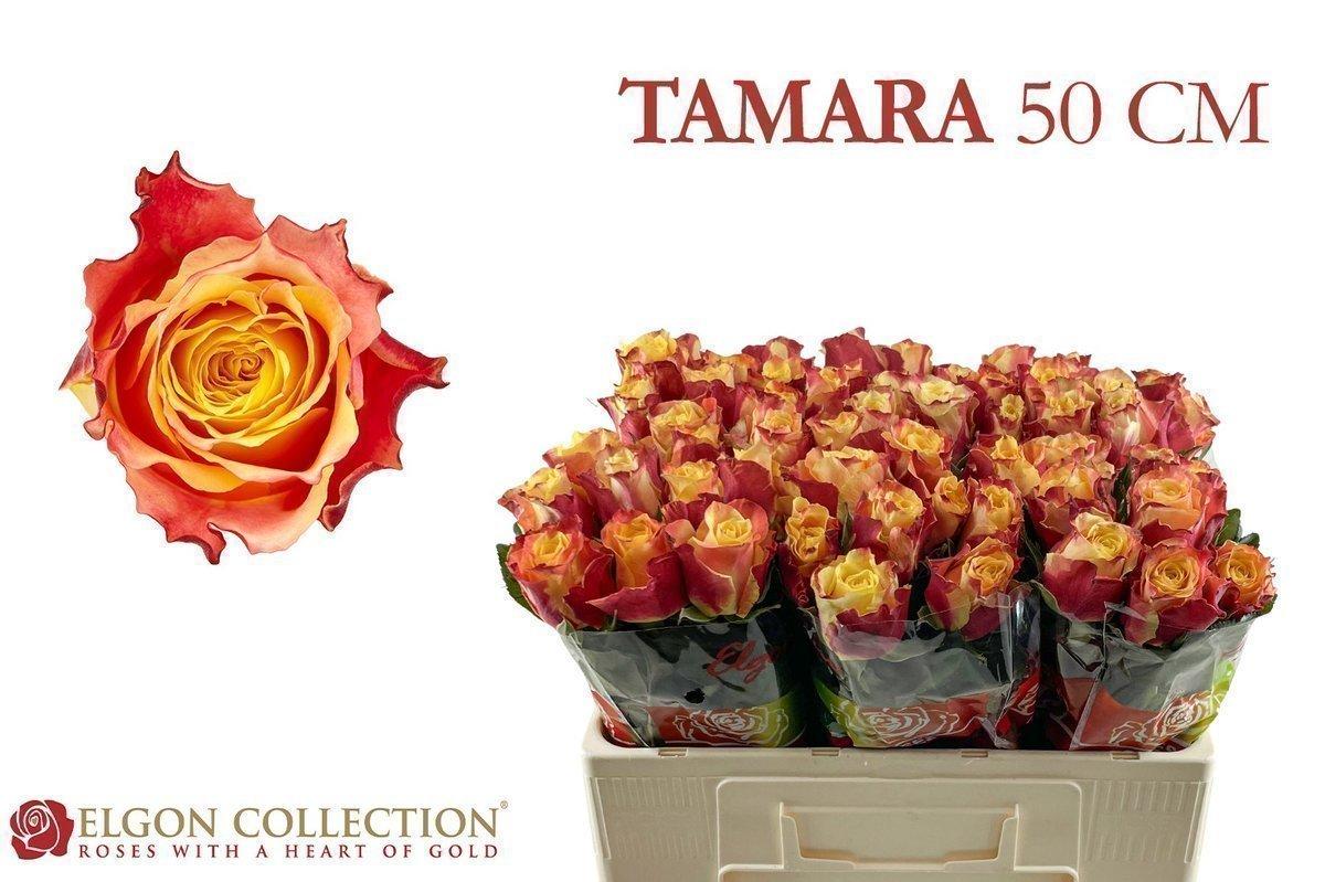 Срезанные цветы оптом Rosa large tamara от 280шт из Голландии с доставкой по России
