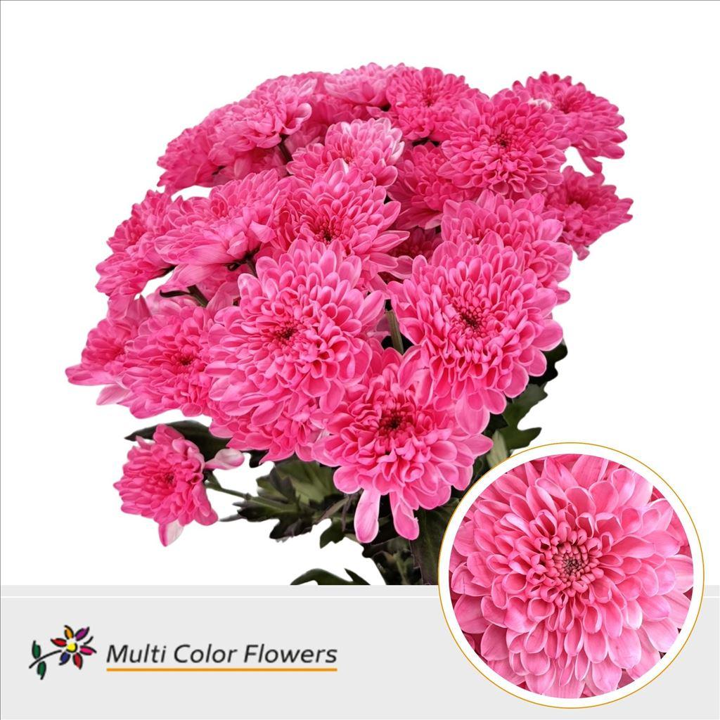 Срезанные цветы оптом Chrys sp paint altaj pink от 40шт из Голландии с доставкой по России