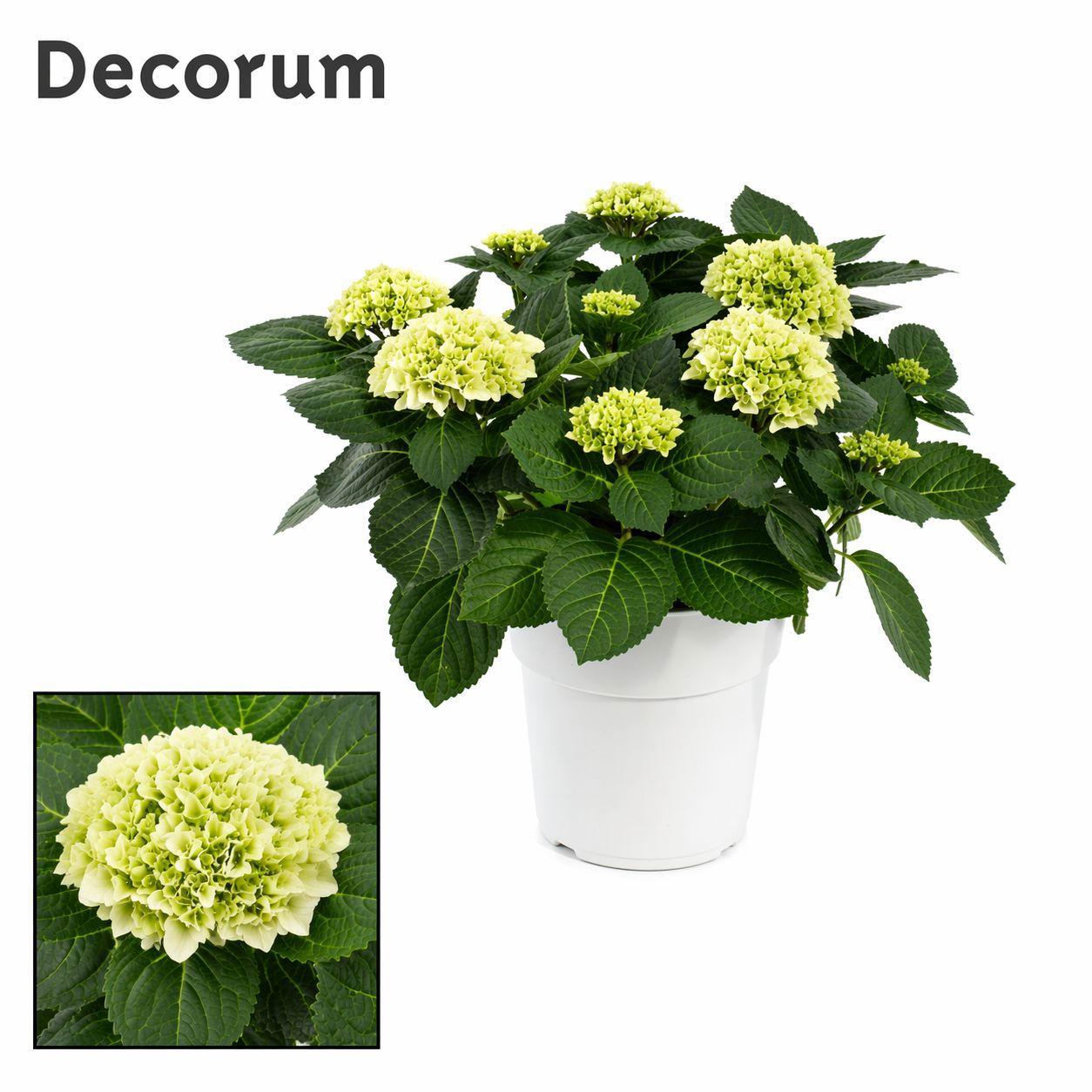 Горшечные цветы и растения оптом Hydrangea Ma White 7+ Ton Sur Ton (decorum) от 1шт из Голландии с доставкой по России