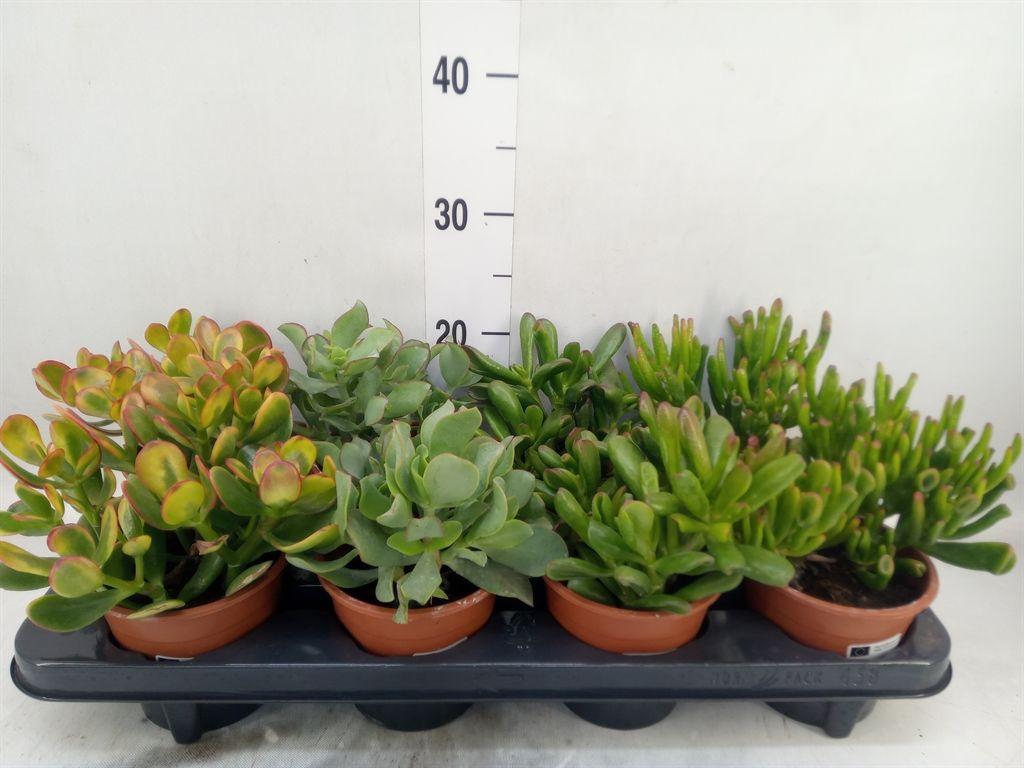 Горшечные цветы и растения оптом Crassula   ...mix от 8шт из Голландии с доставкой по России