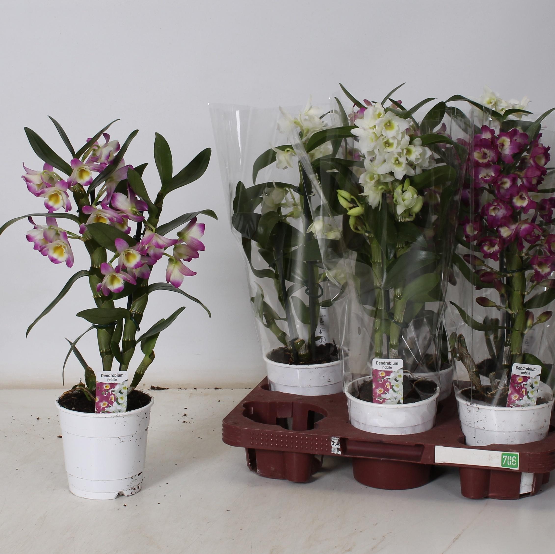 Горшечные цветы и растения оптом Dend Nobile от 6шт из Голландии с доставкой по России