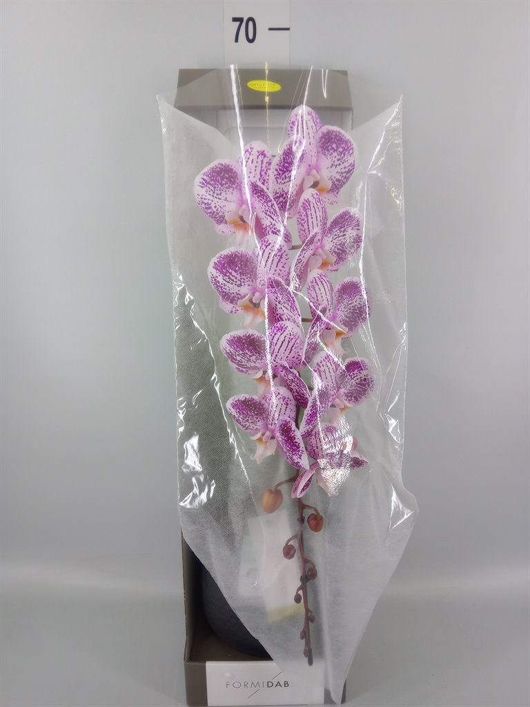 Горшечные цветы и растения оптом Phalaenopsis   ...lilac от 1шт из Голландии с доставкой по России