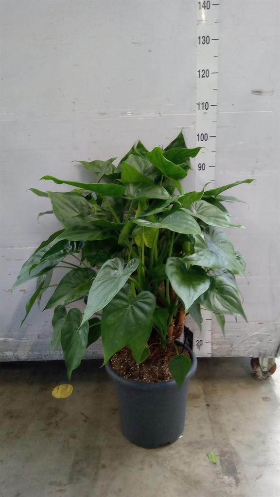 Горшечные цветы и растения оптом Alocasia ... от 1шт (для телеги) из Голландии с доставкой по России