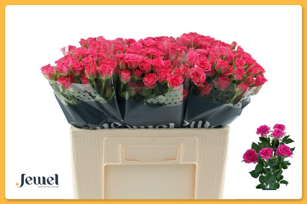 Срезанные цветы оптом Rosa spray lianne от 80шт из Голландии с доставкой по России